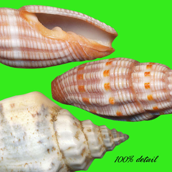 Shells Set, Volume 01