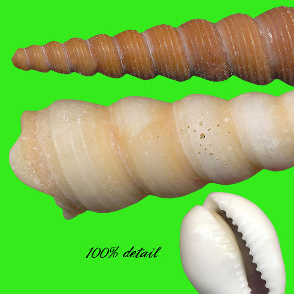 Shells Set, Volume 01