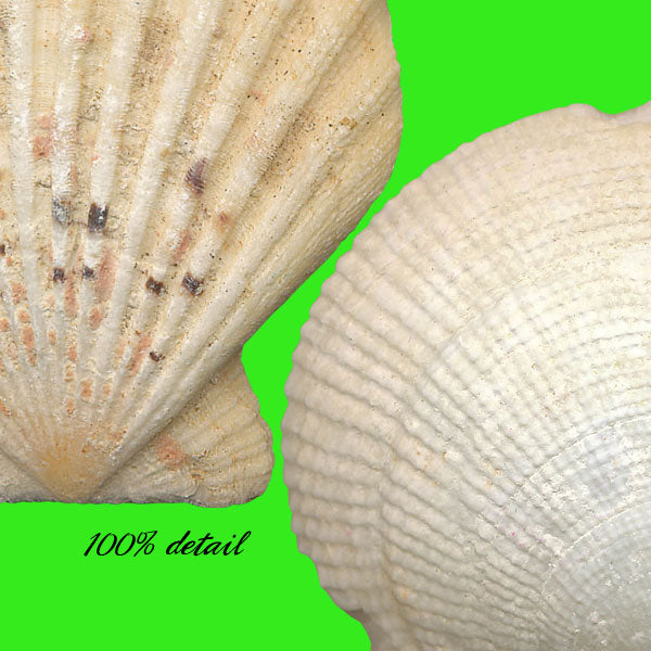 Shells Set, Volume 01