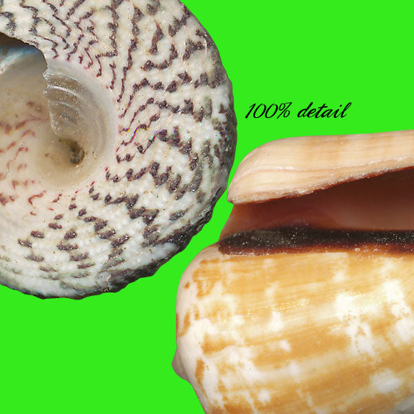 Shells Set, Volume 01