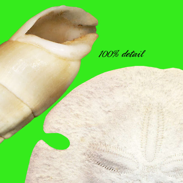 Shells Set, Volume 01