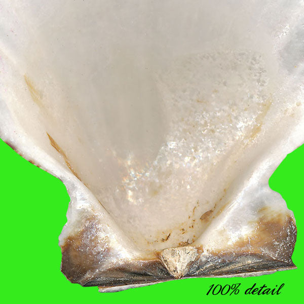 Shells Set, Volume 01