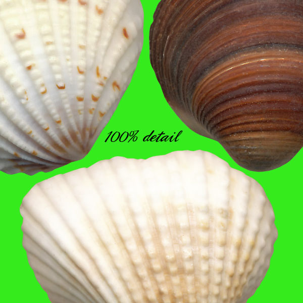 Shells Set, Volume 02