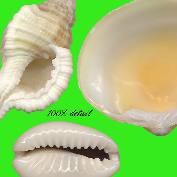 Shells Set, Volume 02