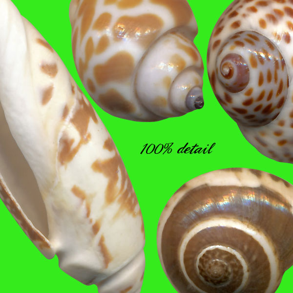 Shells Set, Volume 02