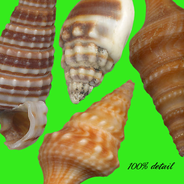 Shells Set, Volume 02