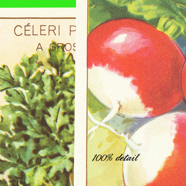 Vintage Seed Packets