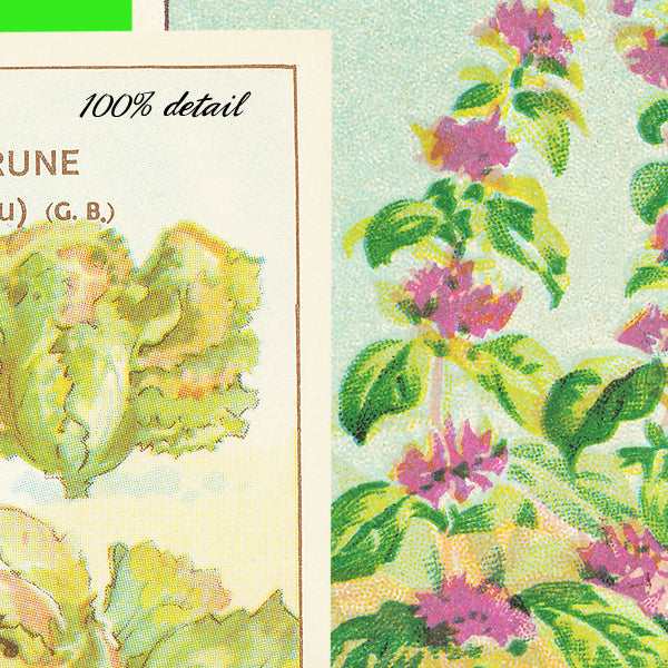 Vintage Seed Packets