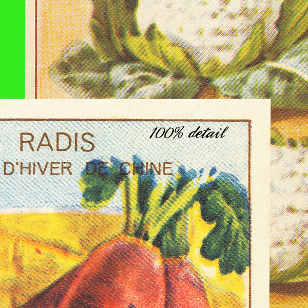 Vintage Seed Packets