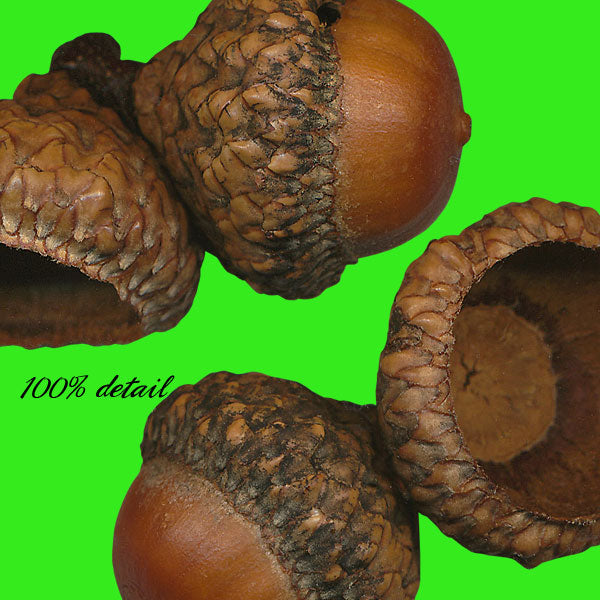 Acorns, Volume 02