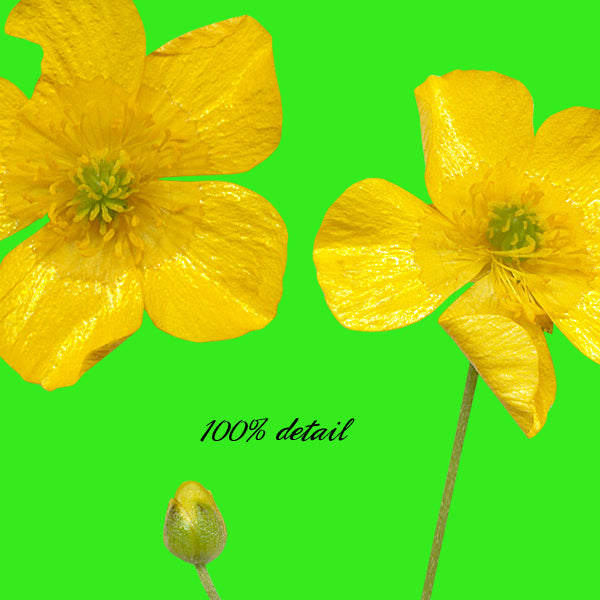 Buttercup Flowers