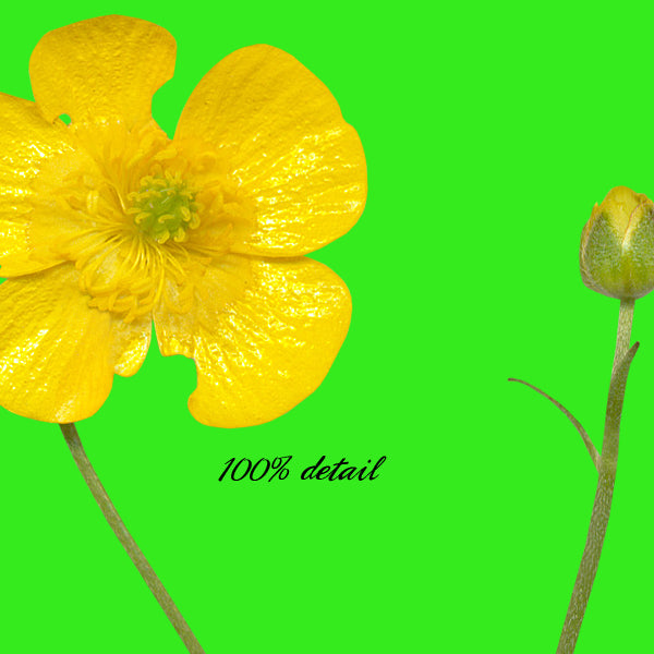 Buttercup Flowers