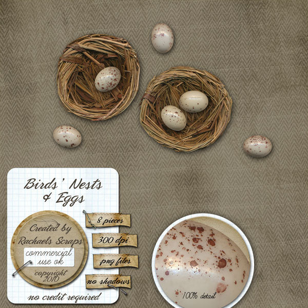 Bird Nests