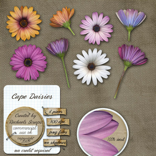 Cape Daisies