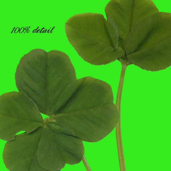 Clovers Set