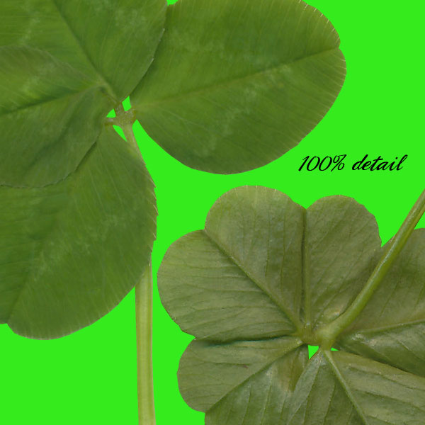 Clovers Set