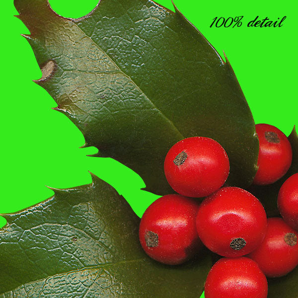 Christmas Holly & Berries