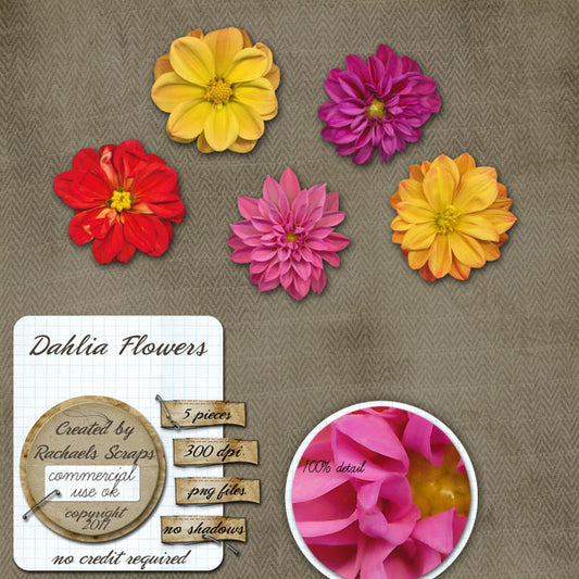 Dahlia Flowers