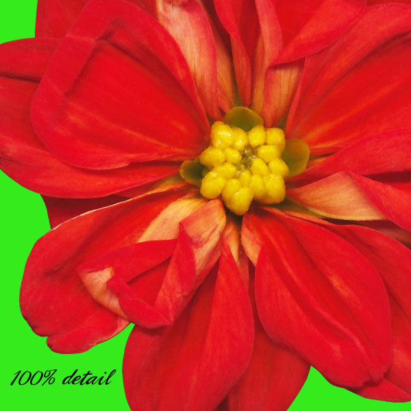 Dahlia Flowers