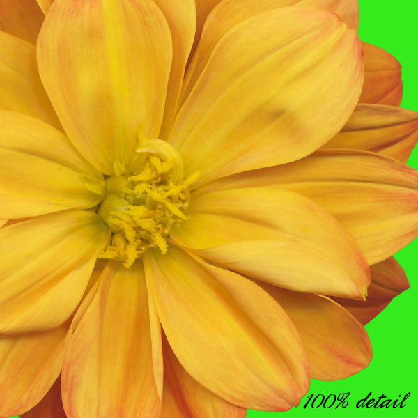 Dahlia Flowers