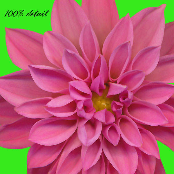 Dahlia Flowers