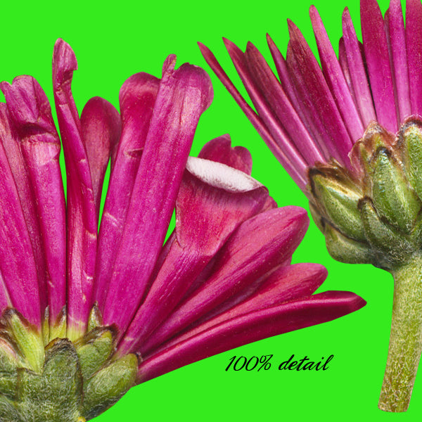 Daisies in Maroon