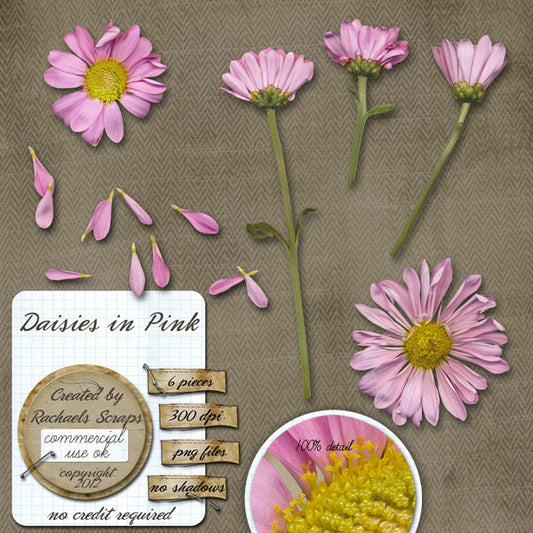 Daisies in Pink