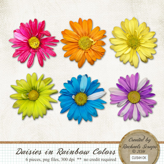 Daisies in Rainbow Colors