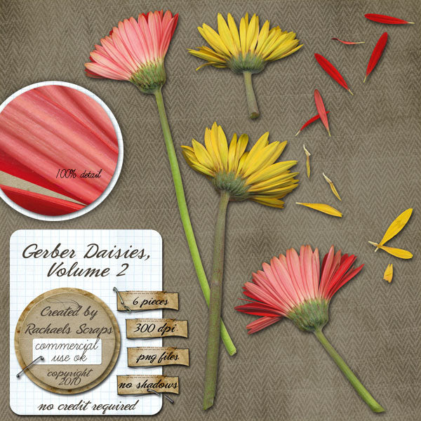 Gerber Daisies, Volume 02