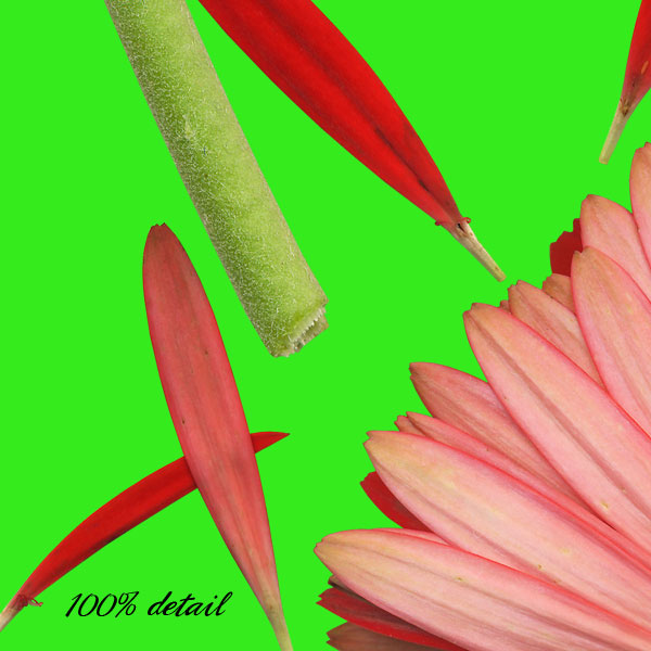 Gerber Daisies, Volume 02