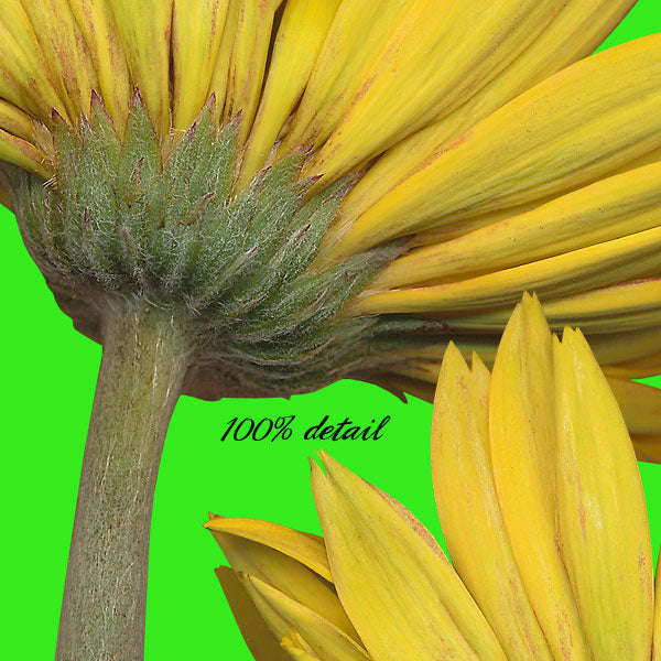 Gerber Daisies, Volume 02