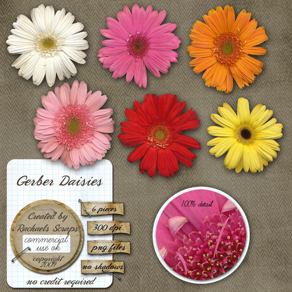 Gerber Daisies, Volume 01