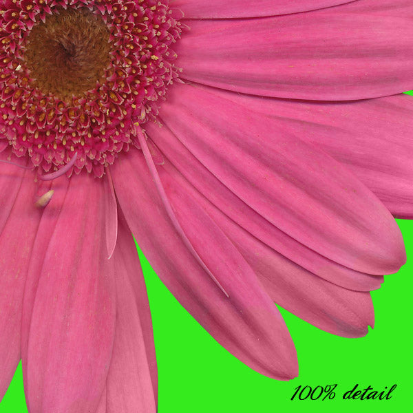 Gerber Daisies, Volume 01