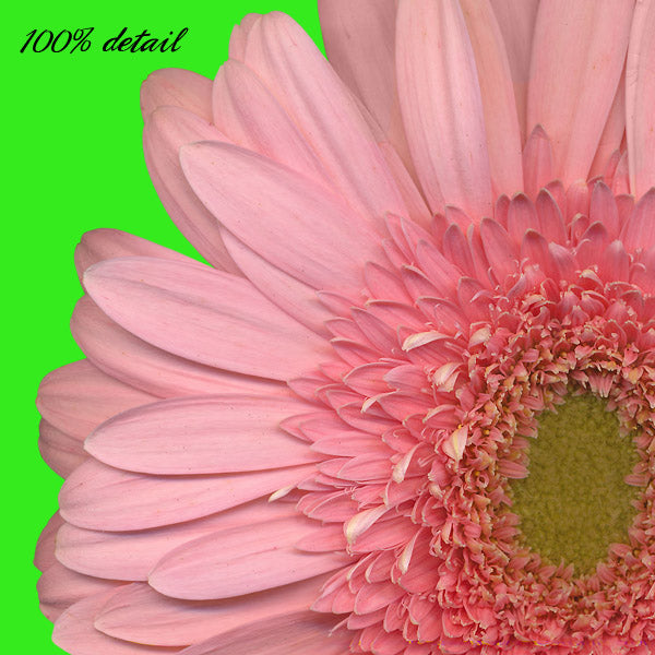 Gerber Daisies, Volume 01