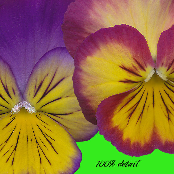 Pansies