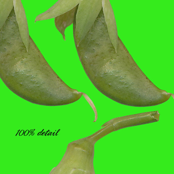 Pea Pods