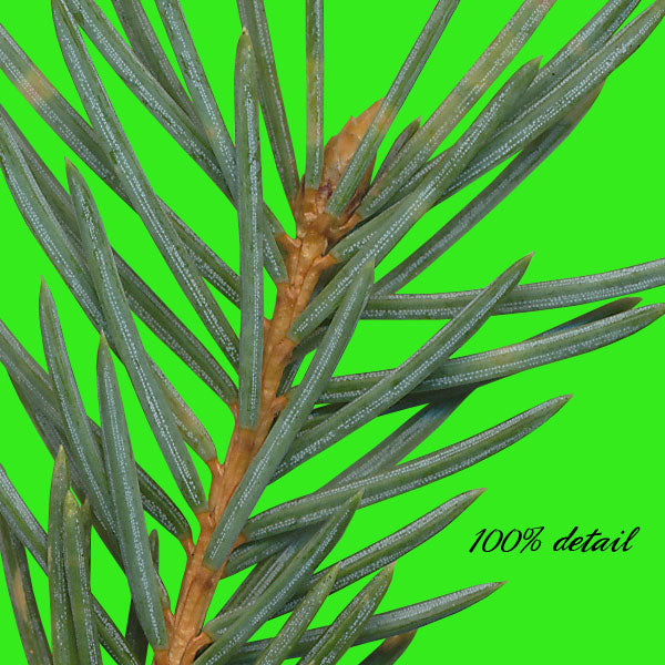 Pine Branches, Volume 02