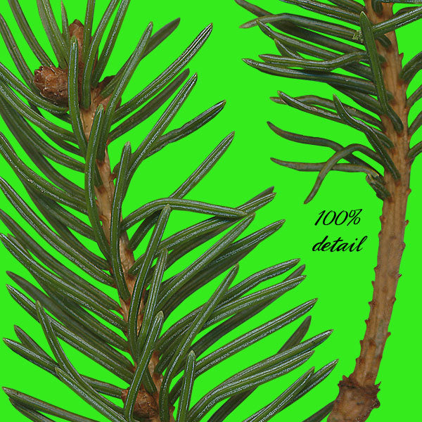 Pine Branches, Volume 02