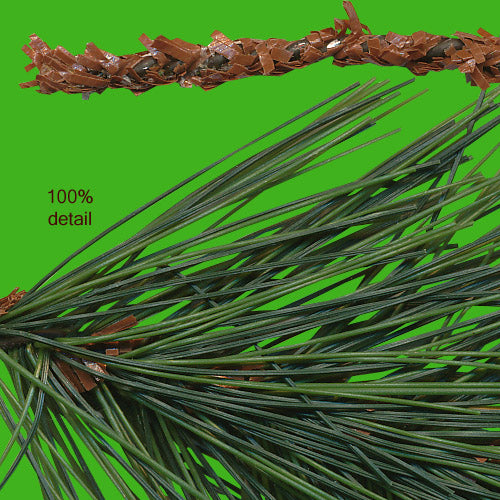 Pine Branches, Volume 01