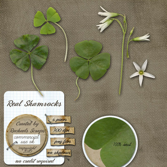 Real Shamrocks