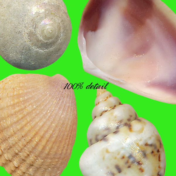 Shells Set, Volume 03