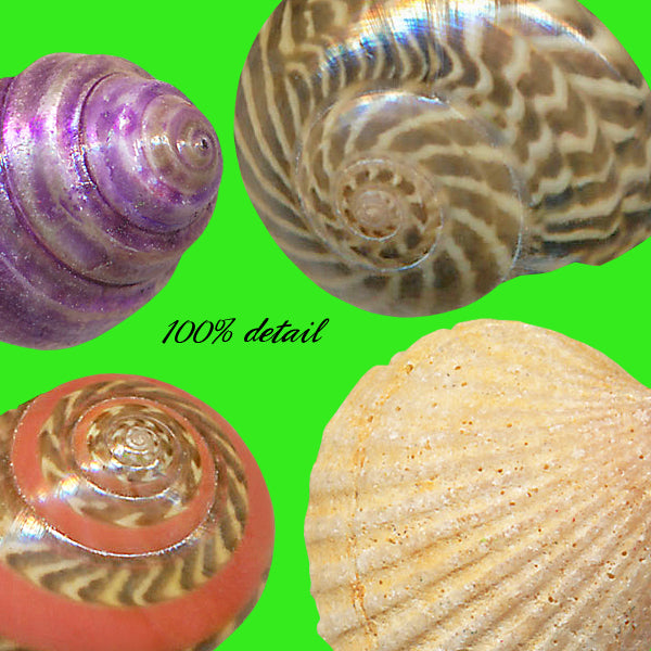 Shells Set, Volume 03