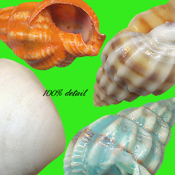 Shells Set, Volume 03