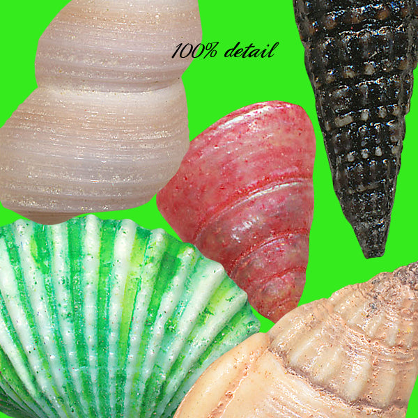 Shells Set, Volume 03