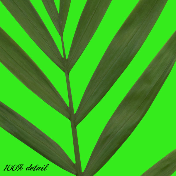 Tropical Foliage