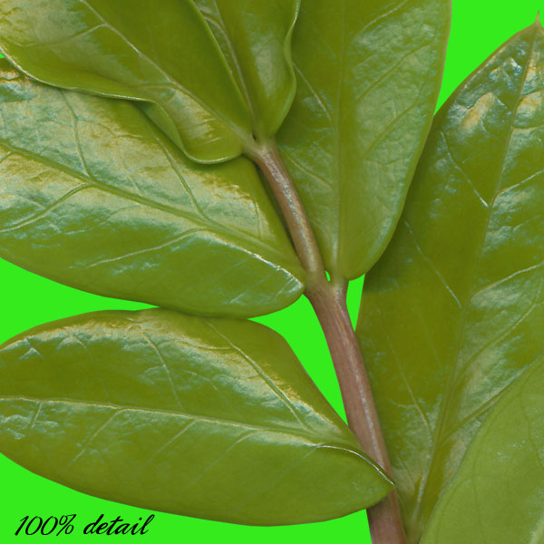 Tropical Foliage