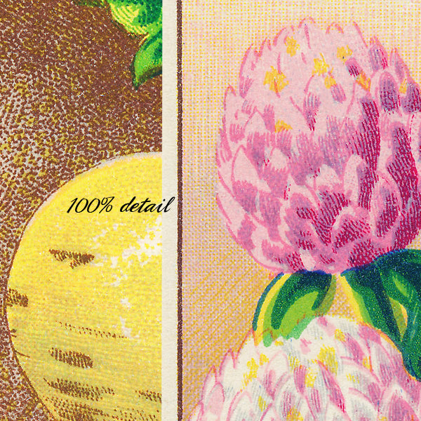 Vintage Seed Packets, Volume 02