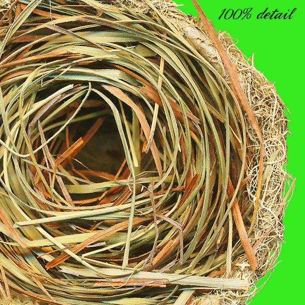 Natural Bird Nests